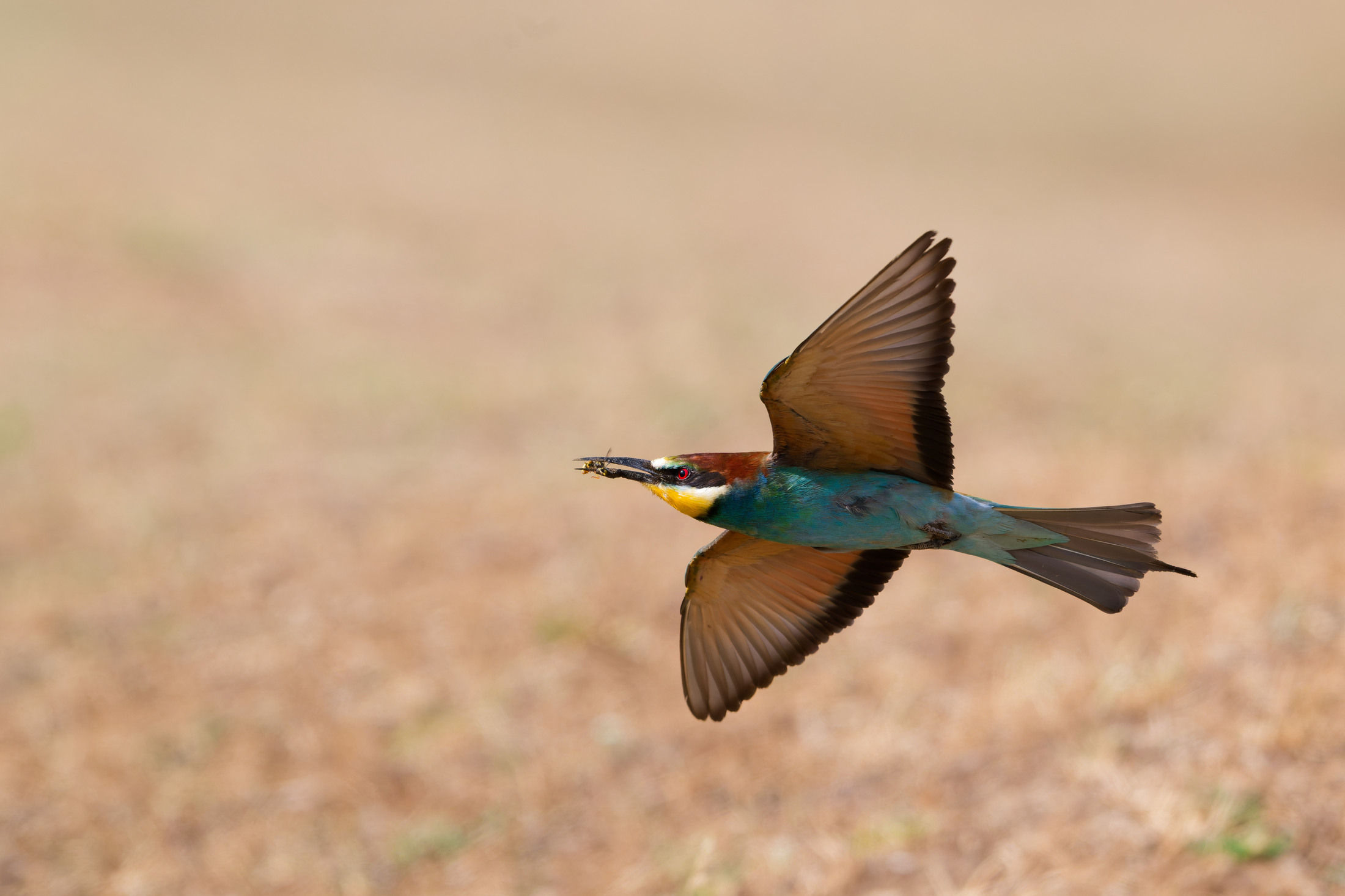 Gyurgyalag (Merops apiaster) repülés közben, szitakötővel a csőrében