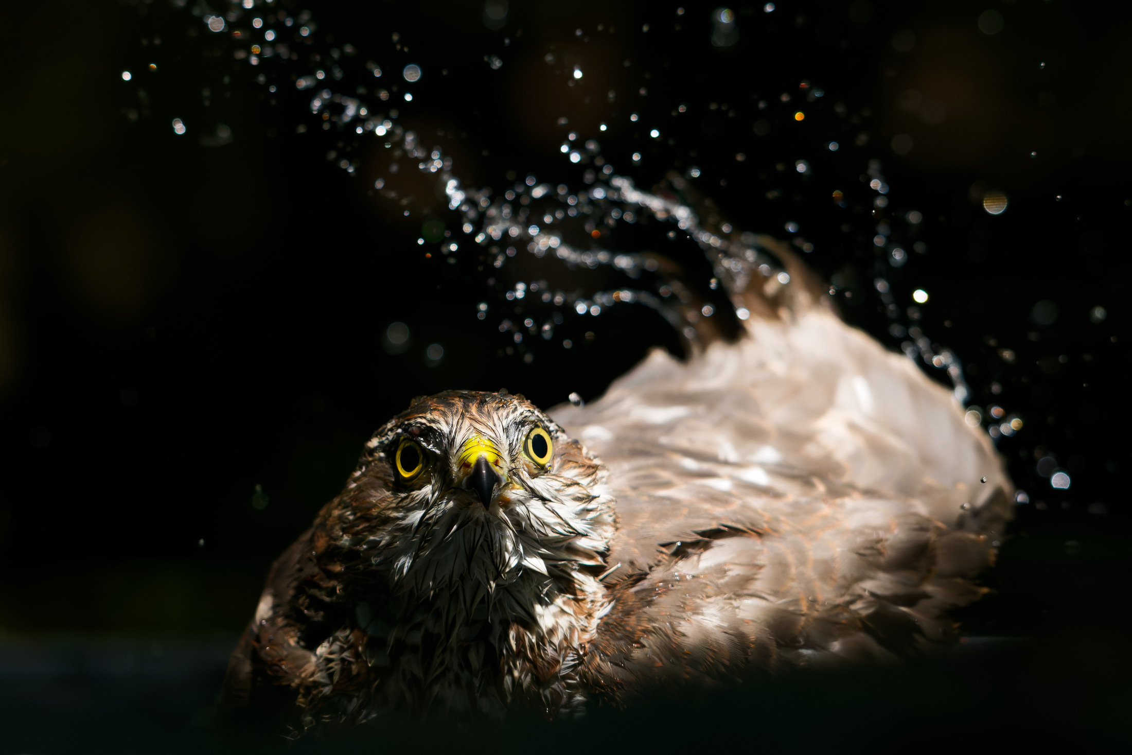 Karvaly (Accipiter nisus) fürdés közben