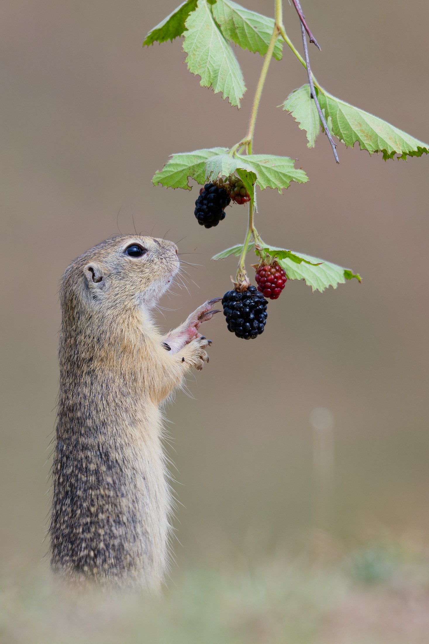 Ürge (Spermophilus citellus) kiegyenesedve nyúl a szederért