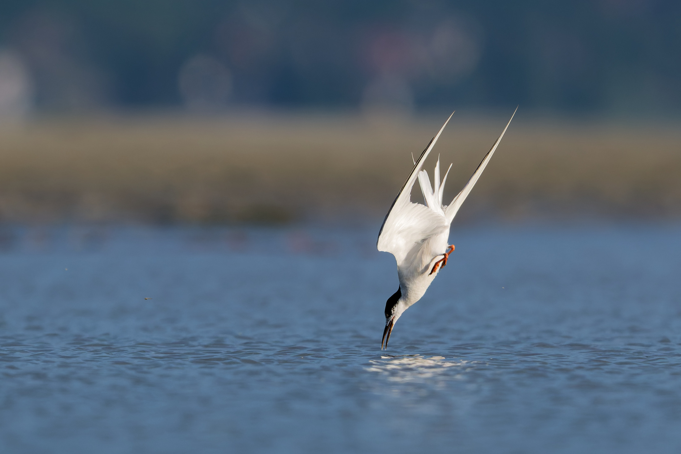 Küszvágó csér (Sterna hirundo) zsákmányszerző zuhanása