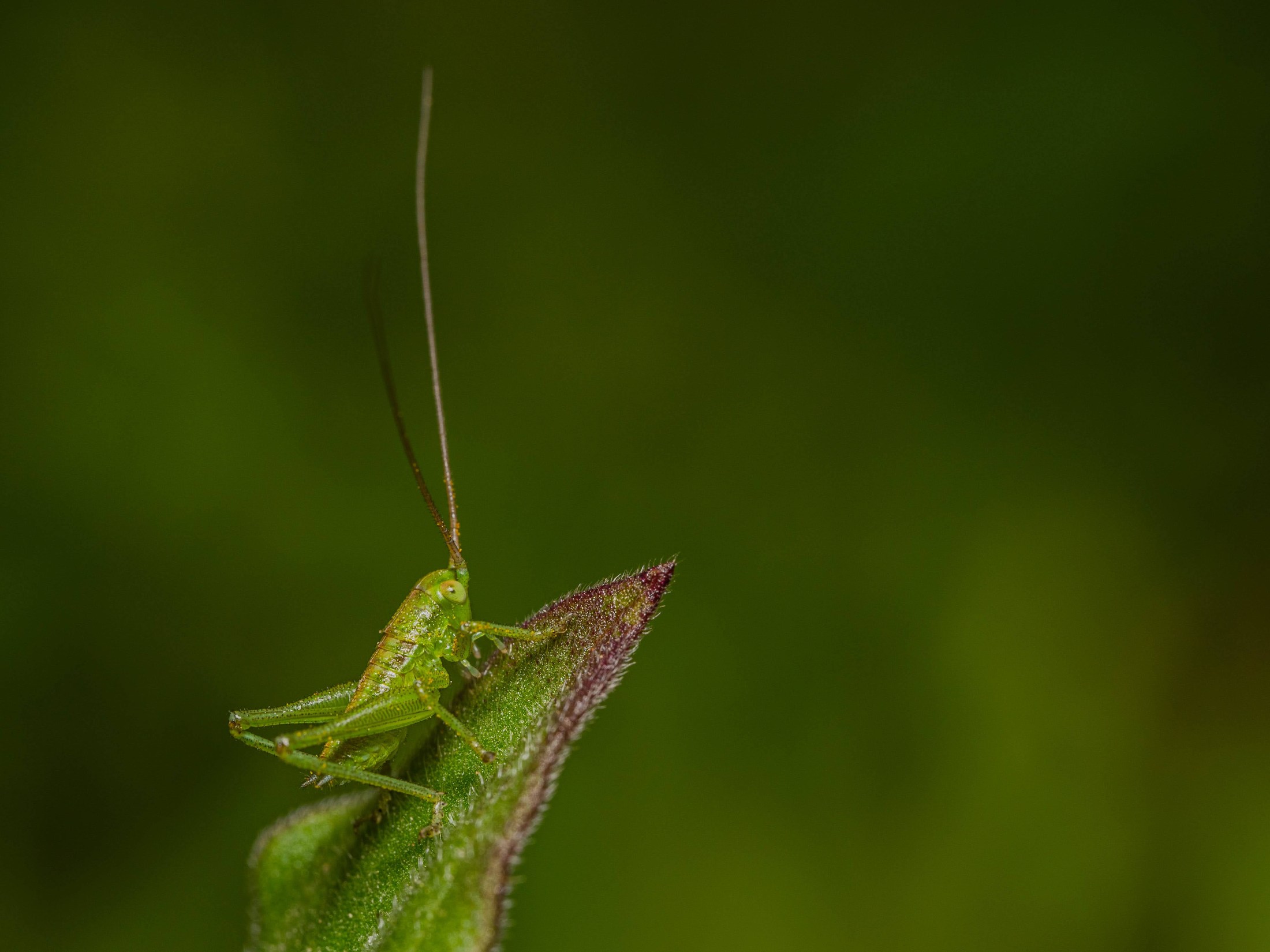 Szöcskelárva (Tettigoniidae) egy bimbó hegyén, zöld háttér előtt