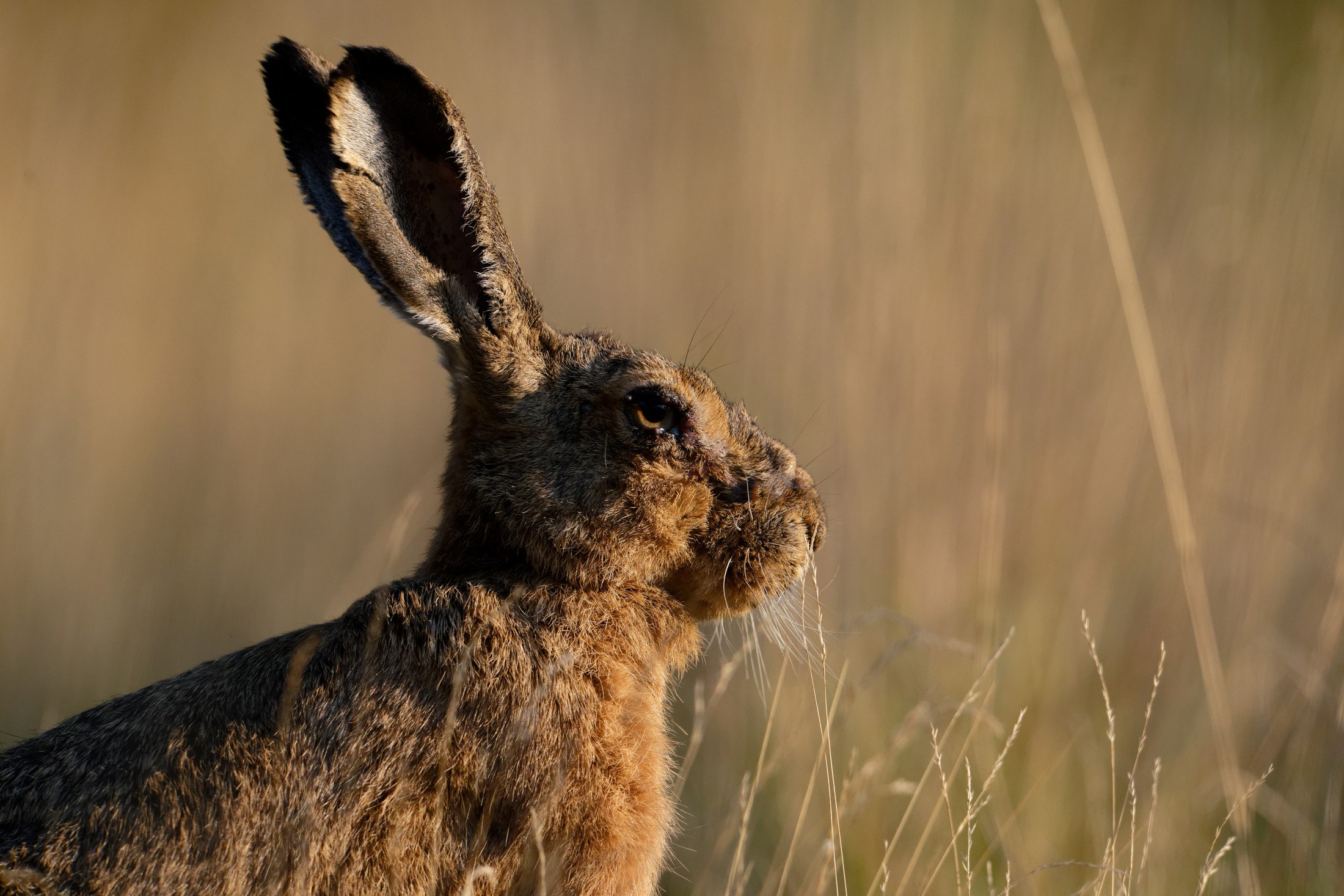 Mezei nyúl (Lepus europaeus) ellenfényben