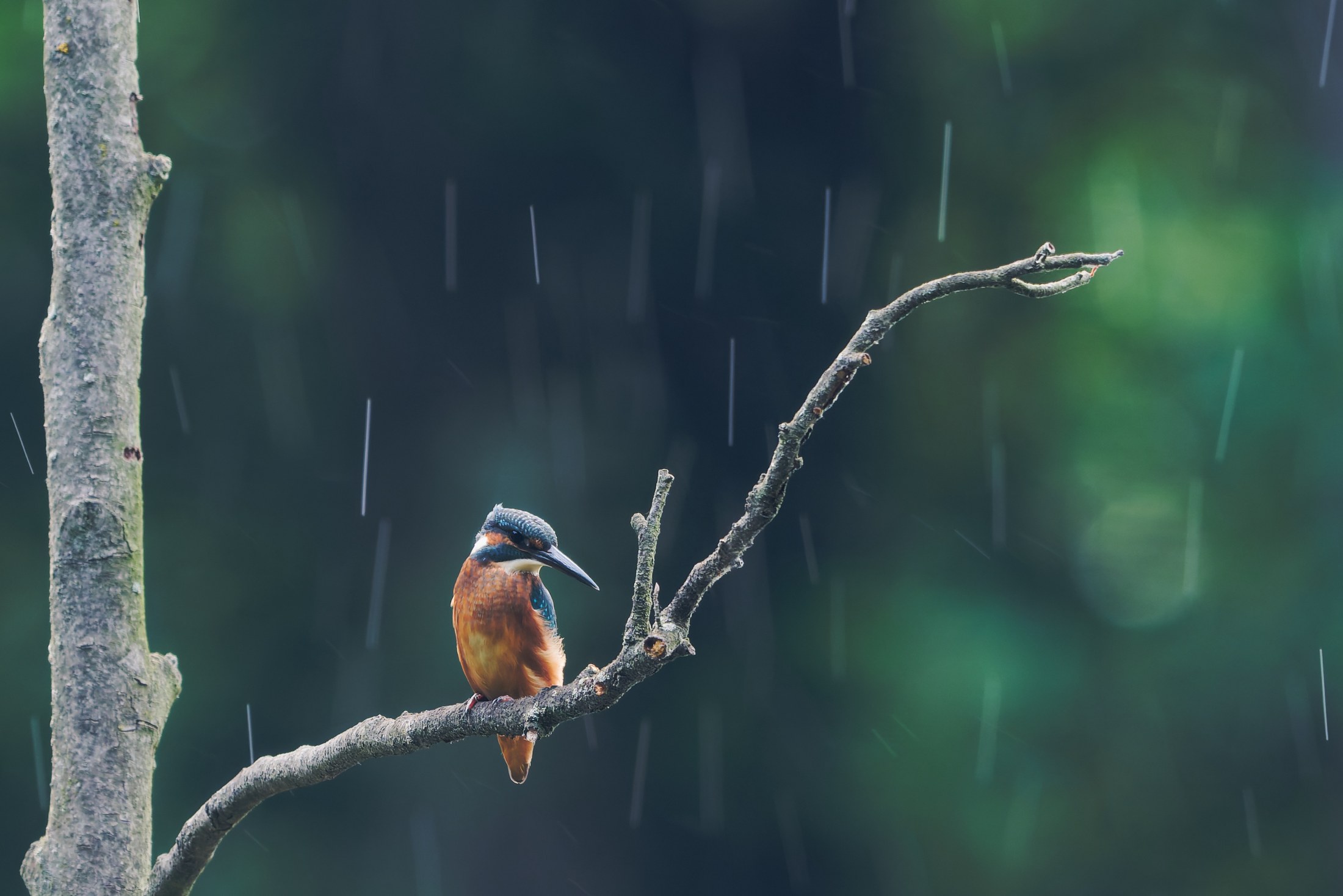Jégmadár (Alcedo atthis) ágon, zuhogó esőben