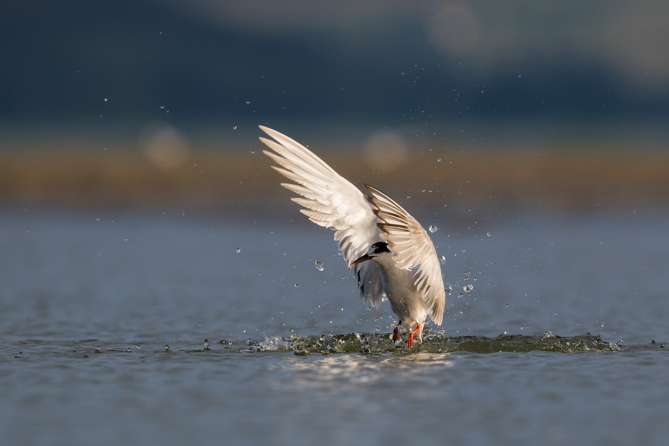 Küszvágó csér (Sterna hirundo) kiemelkedik a vízből a csapás után, szétfröccsenő cseppek között