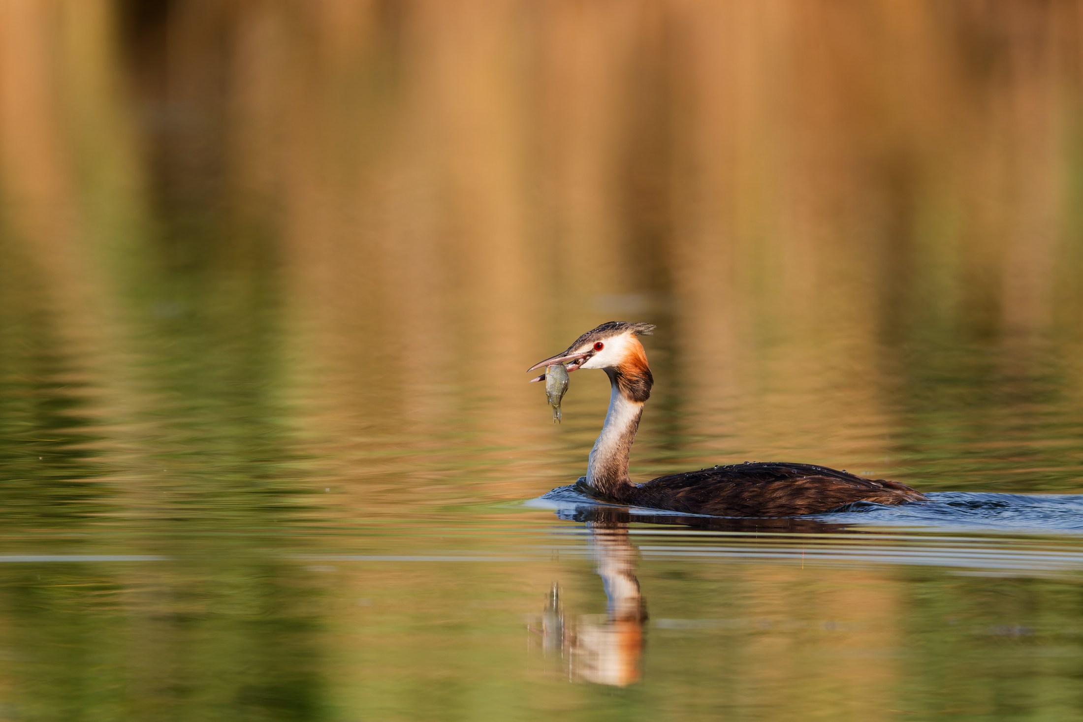 Búbos vöcsök (Podiceps cristatus) hallal a csőrében, arany tükröződésű vízen