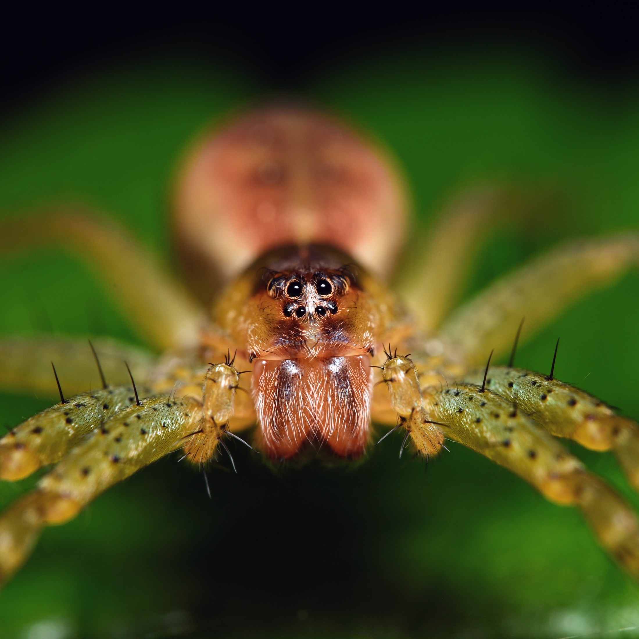 Pók (Araneae) szemből fényképezve, zöld háttér előtt
