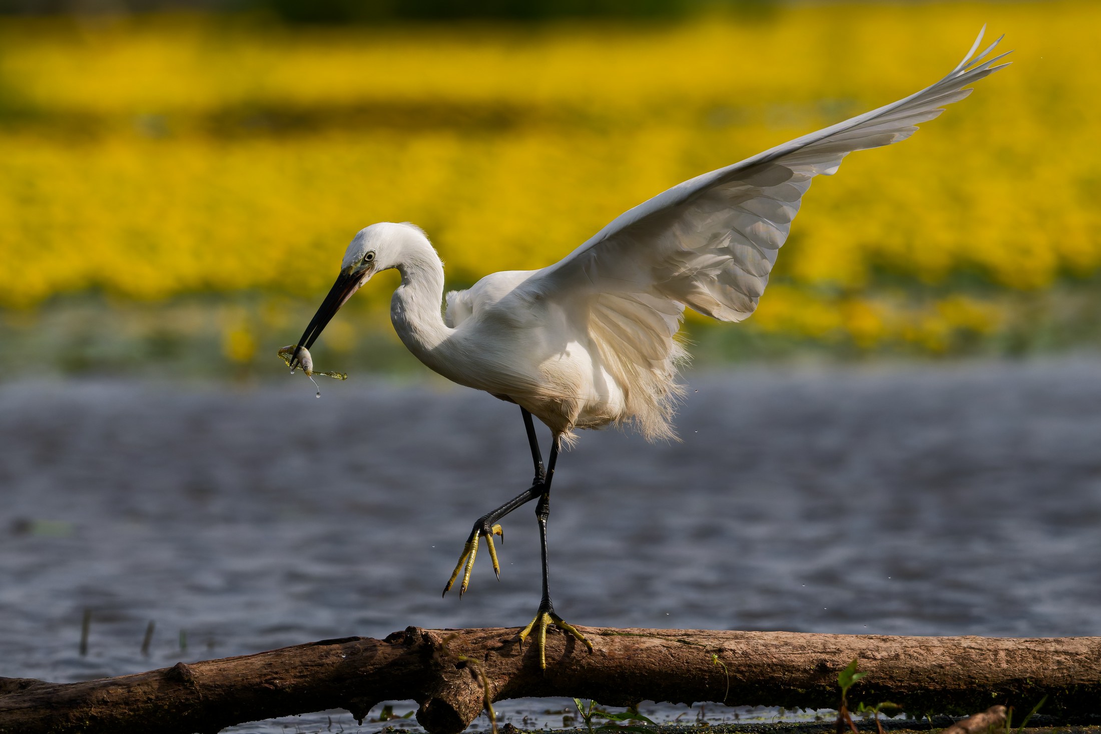 Kis kócsag (Egretta garzetta) rönkön lépked zsákmánnyal, felemelt szárnnyal