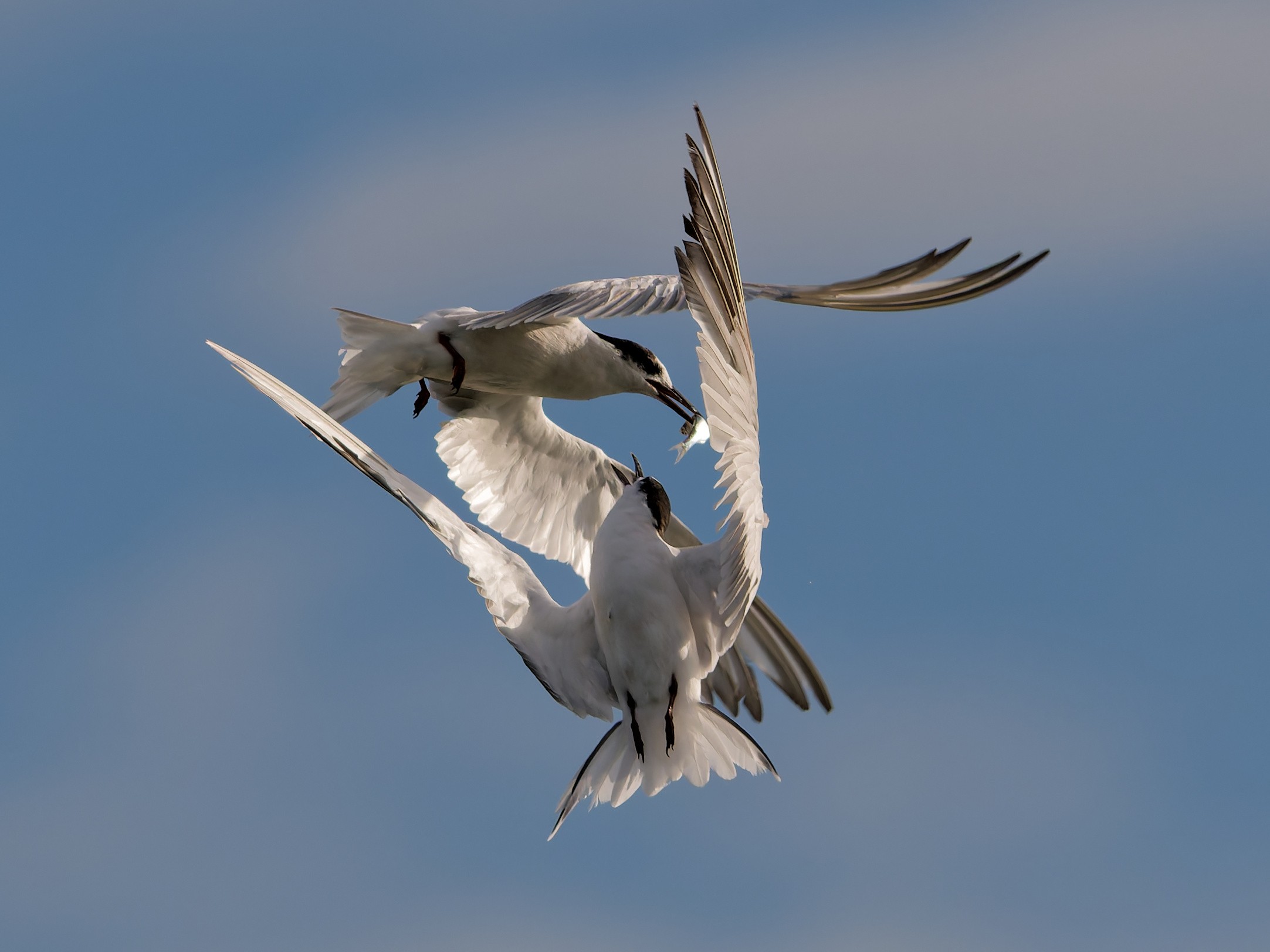 Két küszvágó csér (Sterna hirundo) a levegőben, hallal
